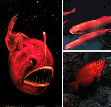 red_animals_5 fish.jpg